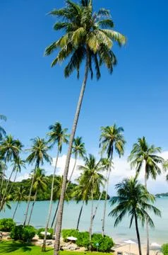 Plams tree blue sky Stock Photos