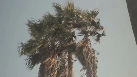 Plamtree 5 - Venice Beach 스톡 동영상 96418021