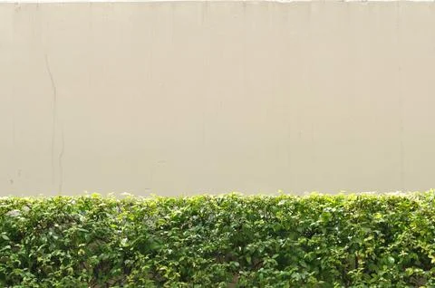 Plan and bush with wall for background. Stock Photos