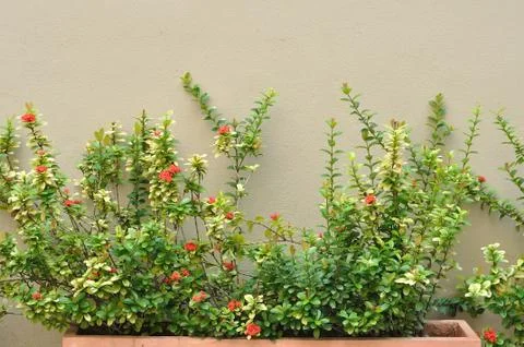 Plan and bush with wall for background. Stock Photos
