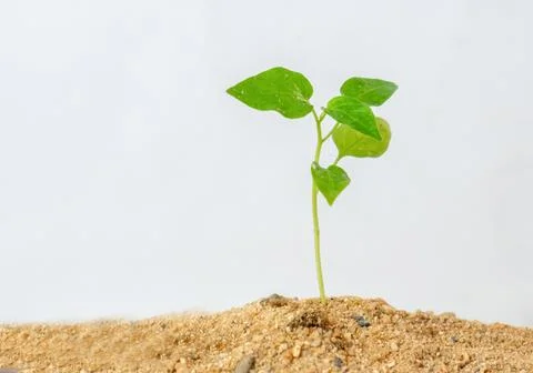 Plan growth in sand. Stock Photos