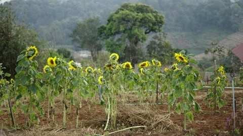 Plan of a sunflower field in the middle of a mountain forest Stock Footage 246595947