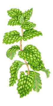 Plan vector illustration. Mint sprig with juicy leaves made in realistic vect Stock Illustration