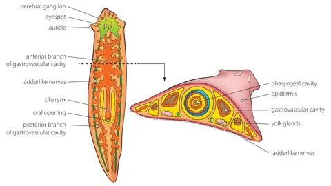 Planaria anatomy Stock Illustration