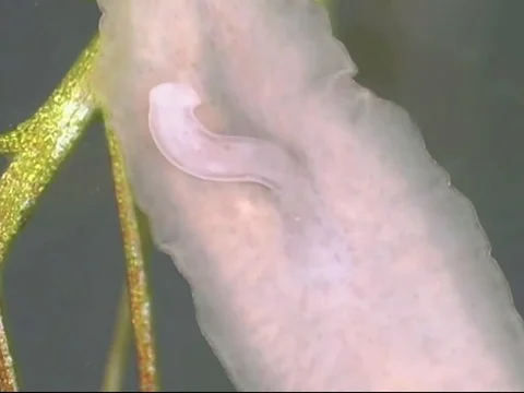 Planaria, a freshwater flatworm Vidéo 71373591