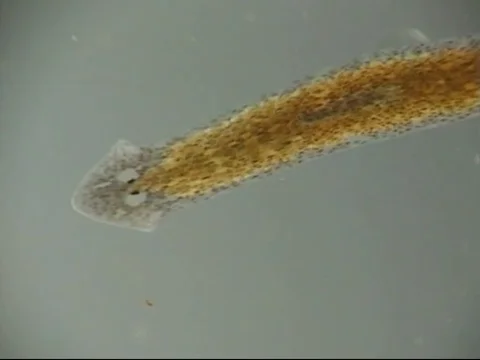 Planaria, a freshwater flatworm Stock-Footage 71373793