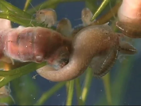 Planaria, a freshwater flatworm Vidéo 71373875