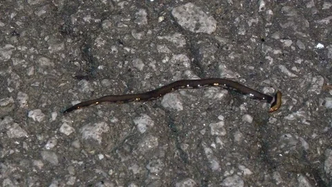 Planarian Flatworm, Malaysia 스톡 동영상 113217985