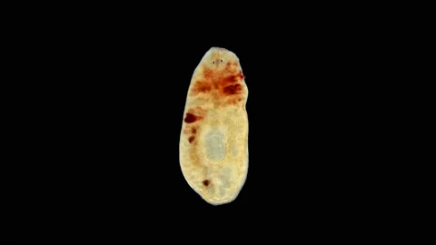 Planarian flatworm under a microscope, Suborder: Maricola Stock Footage 135978229