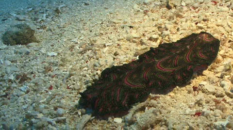 A Planarian (Sea) Flatworm Crawling on the Sandy Ocean Floor 스톡 동영상 800817