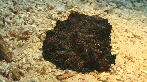 A Planarian (sea) Flatworm Crawling on the Sandy Ocean Floor Video stock 800830