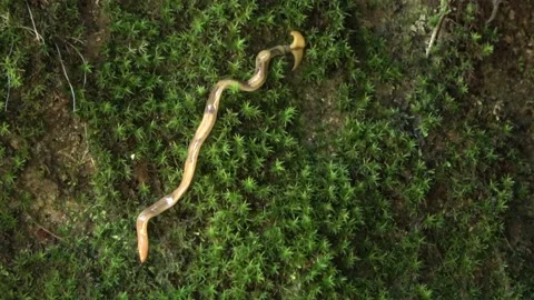 Planarian worm, Malaysia Stock Footage 196135187