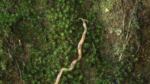 Planarian worm, Malaysia Stock Footage 196135256