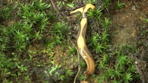 Planarian worm, Malaysia Stock Footage 196135396