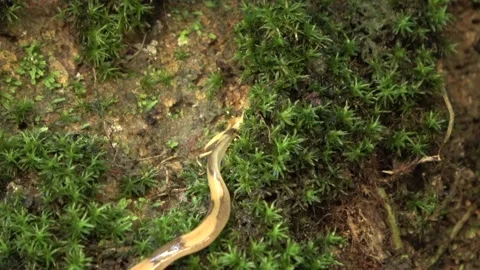 Planarian worm, Malaysia Stock Footage 196135420