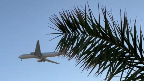 Plane in blue sky between palm trees Stock Footage 337235282