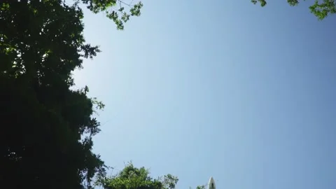 The plane comes to land a view from below in the frame fall large trees Vídeo Stock 229526973