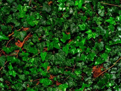 Plane with Common Ivy as a background 스톡 사진