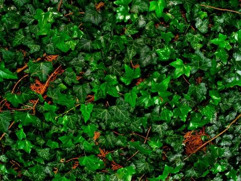 Plane with Common Ivy as a background 写真素材
