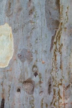 Plane with different shades of bark. Background texture. Photos