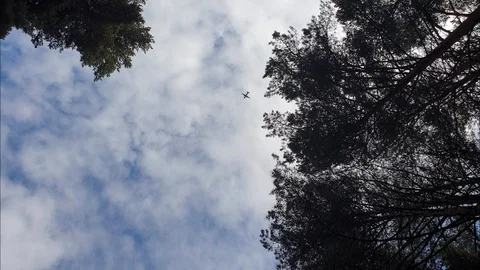 The plane flew over the forest. Flight of the plane on a background of pine. Stock Footage 108841774