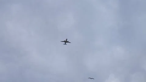 The plane flies across the sky in a substituted shooting with a seagull Stock Footage 148539471