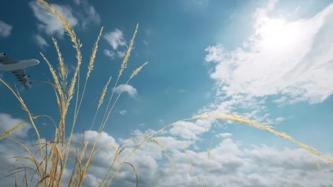 The plane flies against the background of clouds and wheat Stock Footage 250603853