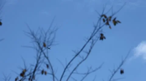 Plane Flies Over Head Very Far Away Stock Footage 20546002
