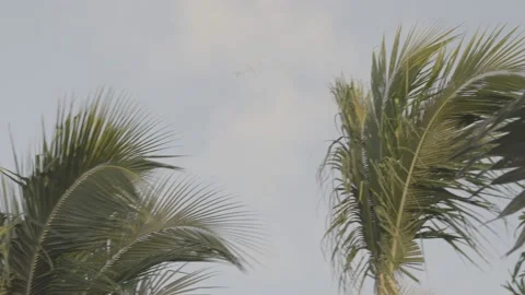 The plane flies over palm trees in the tropics in Dominican slog 2 S-Gamut. Stock Footage 224967297