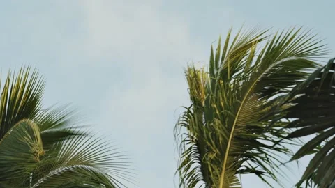 The plane flies over palm trees in the tropics in Dominican Stock Footage 225508784