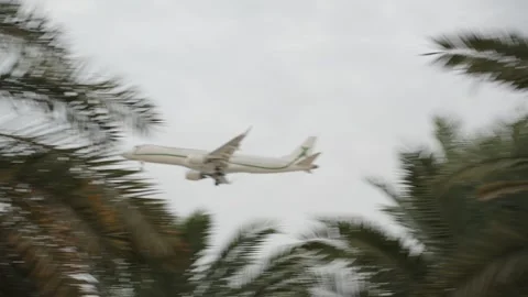 The plane flies over the palm trees of Abu Dhabi Vidéo 331343050