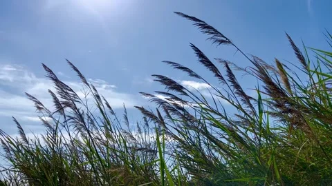 The plane flies over the spikelets of grass in the wind. - stock video Stock Footage 240344268