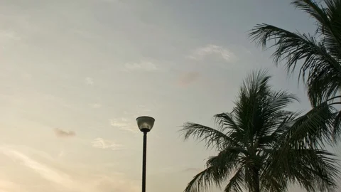 The plane flies over trees 스톡 동영상 104111379