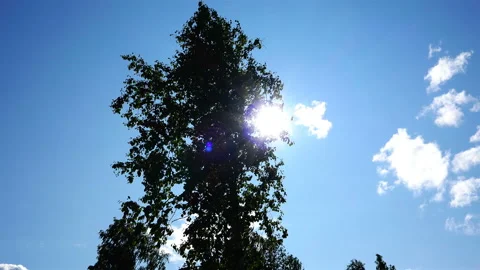 The plane flies through the blue sky hiding behind the leaves Stock Footage 89877875