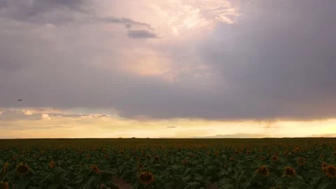 Plane Flies Through Frame Above Vast Sunflower Field at Sunset Stock Footage 168760129