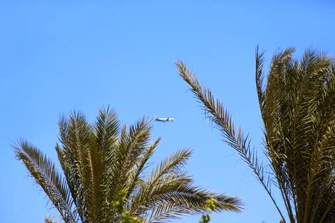 Plane flying high in sky. View to plane between branch of palm trees Stock Photos