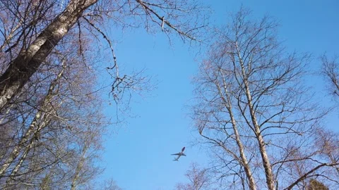 Plane flying low over winter forest. Video stock 195662501