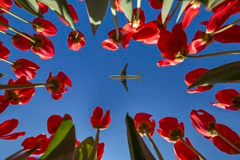 Plane flying in the middle of concentric setting red tulips pointing to a blu Stock-Fotos
