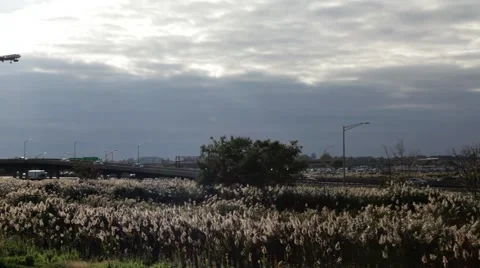 Plane flying over field Stock-Footage 48336500