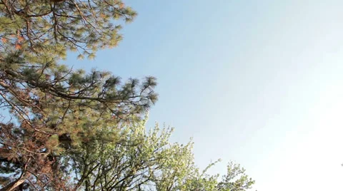 Plane flying over the forest Stock Footage 37537771