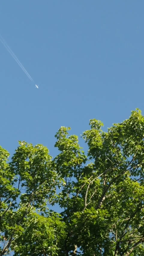 Plane flying over lush green trees against clear blue sky. Vertical video. Stock Footage 335885325