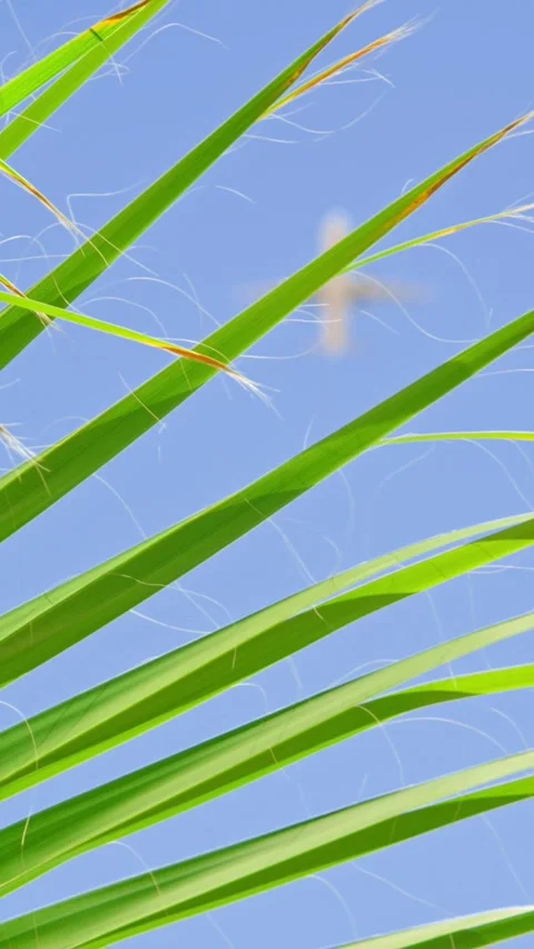 A plane flying over palm trees Stock Footage 335281018