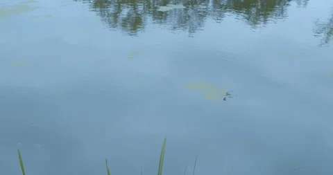 A plane flying reflected on water Stock Footage 156725542
