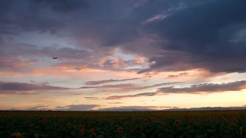 Plane Flying through Beautiful Sunset over Sunflower Field Stock Footage 168760036