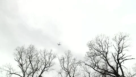 A plane is flying through the cloudy sky through the branches of trees Stock Footage 267805505