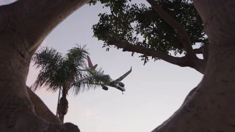 Plane Flys Past Looking Through Tree Stock-Footage 224225055