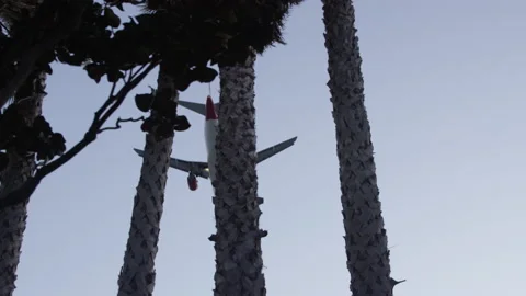 Plane flys past palm trees Stock Footage 209160388