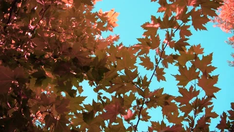 Plane Stock Footage 137338126