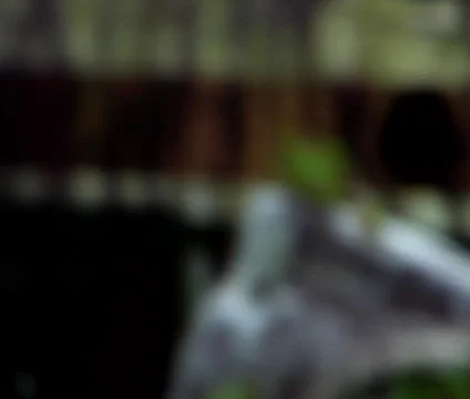 Plane in the Jungle Stock Footage 44560997