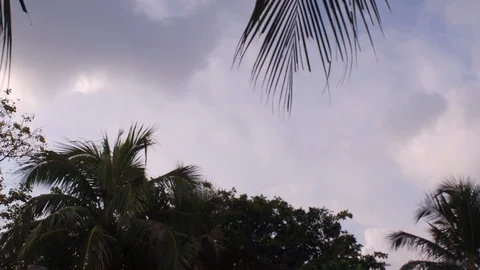 The plane landing over trees 스톡 동영상 104150079